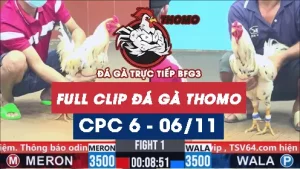 Video đá gà thomo CPC6 ngày 06/11/2025