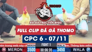 Video đá gà thomo CPC6 ngày 07/11/2025
