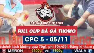 Video đá gà thomo CPC5 ngày 05/11/2025