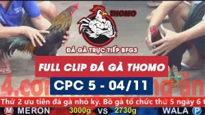 Video đá gà thomo CPC5 ngày 04/11/2025
