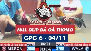 Video đá gà thomo CPC6 ngày 04/11/2025