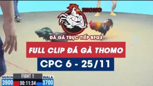 Video đá gà thomo CPC6 ngày 05/11/2025