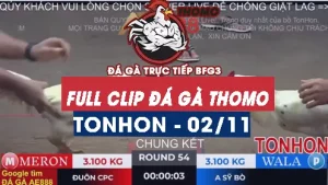 Video đá gà giải TONHON ngày 02/11/2025