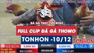 [Gà đá giải] Video đá gà Tonhon ngày 10122025