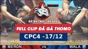 Video đá gà CPC4 ngày 17122025