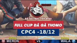 Video đá gà CPC4 ngày 18122025