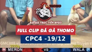 Video đá gà CPC4 ngày 19122025