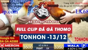 Video đá gà Tonhon ngày 13122025
