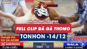 Video đá gà Tonhon ngày 14122025