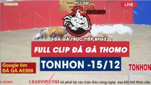 Video đá gà Tonhon ngày 15122025