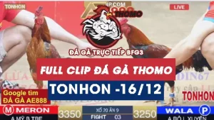 Video đá gà Tonhon ngày 16122025