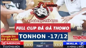 Video đá gà Tonhon ngày 17122025