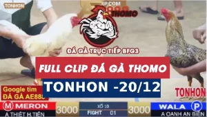Video đá gà Tonhon ngày 20122025