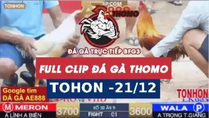 Video đá gà Tonhon ngày 21122025