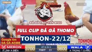 Video đá gà Tonhon ngày 22122025
