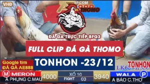 Video đá gà Tonhon ngày 23122025