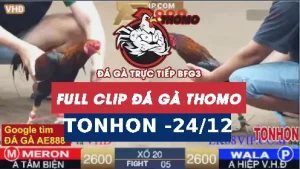Video đá gà Tonhon ngày 24122025