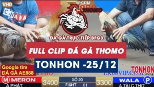 Video đá gà Tonhon ngày 25122025