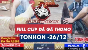 Video đá gà Tonhon ngày 26122025