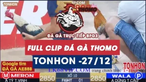 Video đá gà Tonhon ngày 27/12/2025