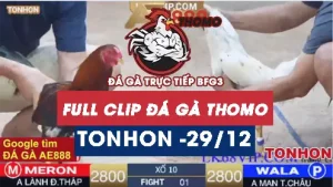 Video đá gà Tonhon ngày 29122025