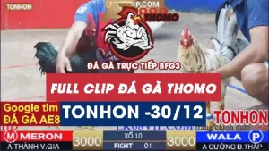 Video đá gà Tonhon ngày 30122025