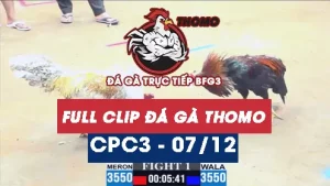 Video đá gà thomo CPC3 ngày 07122025