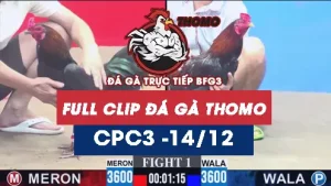 Video đá gà thomo CPC3 ngày 14122025