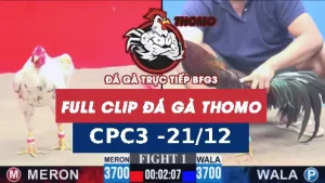 Video đá gà thomo CPC3 ngày 21122025