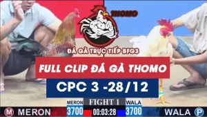 Video đá gà thomo CPC3 ngày 28122025