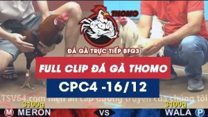 Video đá gà thomo CPC4 ngày 16122025