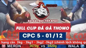 Video đá gà thomo CPC5 ngày 01122025