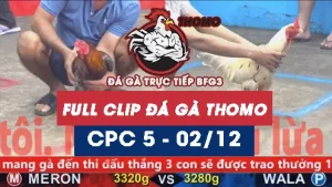 Video đá gà thomo CPC5 ngày 02122025