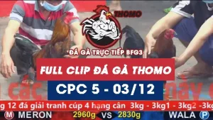 Video đá gà thomo CPC5 ngày 03122025