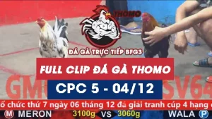 Video đá gà thomo CPC5 ngày 04122025