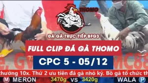 Video đá gà thomo CPC5 ngày 05122025