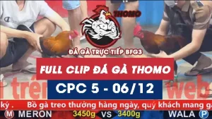 Video đá gà thomo CPC5 ngày 06122025