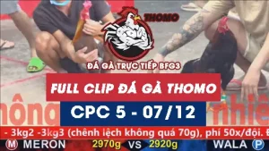 Video đá gà thomo CPC5 ngày 07122025