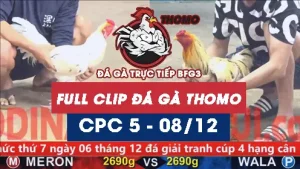 Video đá gà thomo CPC5 ngày 08122025