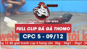 Video đá gà thomo CPC5 ngày 09122025