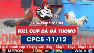 Video đá gà thomo CPC5 ngày 11122025