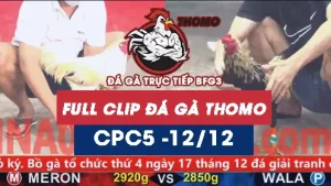 Video đá gà thomo CPC5 ngày 12122025