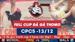 Video đá gà thomo CPC5 ngày 13122025
