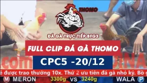 Video đá gà thomo CPC5 ngày 20122025