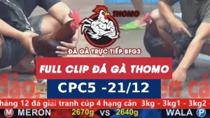 Video đá gà thomo CPC5 ngày 21122025
