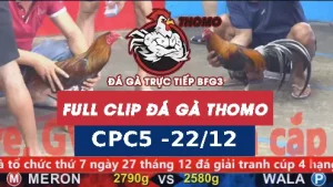 Video đá gà thomo CPC5 ngày 22122025