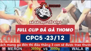 Video đá gà thomo CPC5 ngày 23122025