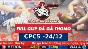 Video đá gà thomo CPC5 ngày 24122025