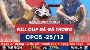 Video đá gà thomo CPC5 ngày 25122025