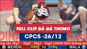 Video đá gà thomo CPC5 ngày 26122025